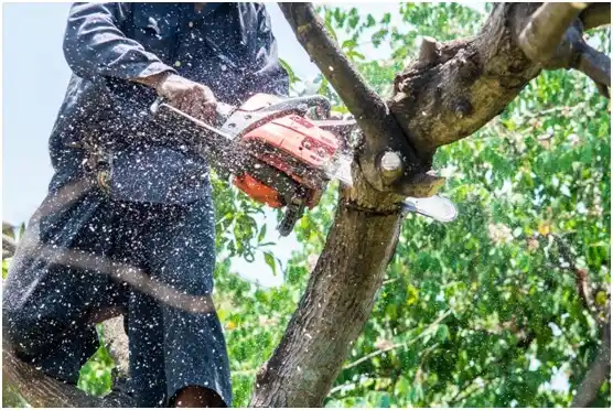 tree services Gore